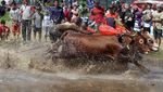 Melihat Tradisi Karapan Sapi Brujul di Probolinggo