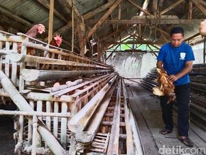 Cuaca Panas Bikin Ribuan Ayam Milik Lili Mati, Sisa 5 Ekor di Kandang