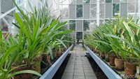 Pengelolaan harian rutin bagi anggrek di Kebun Raya Bogor ini serupa dengan nursery lainnya. Tahapnya meliputi penyiraman, pemupukan, penyiangan, dan pembersihan gulma . Foto: Trisna Wulandari/detikEdu