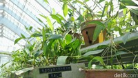 Sementara pengelolaan koleksi ilmiah meliputi pemeliharaan label koleksi dan data asal-usul koleksi. Data ini penting karena menjadi acuan/referensi bagi identifikasi temuan spesies baru maupun pengelompokannya dalam klasifikasi botani anggrek secara regional maupun global. Foto: Trisna Wulandari/detikEdu  