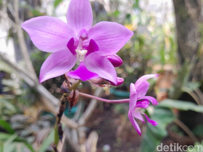 Koleksi Anggrek Di Kebun Raya Bogor Dirintis Sejak Zaman Hindia Belanda