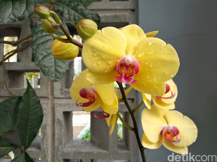 Rumah Kaca Anggrek Kebun Raya Bogor dan koleksi anggrek di dalamnya. Rumah Kaca Anggrek Kebun Raya Bogor dan koleksi anggrek di dalamnya.