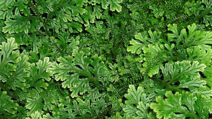 Selaginella sp atau paku rane