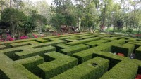 Ada juga taman labirin atau vak tanaman pangkas yang jadi kesukaan pengunjung. Labirin dibangun dari tanaman teh-tehan. Karena tanaman tetehan banyak dijumpai di sekitar lokasi, sering digunakan sebagai tanaman pagar rumah, tajuk tanaman rapat, mudah dipangkas, mudah pemeliharaan, dan mudah dibentuk, terang Suraji. Foto: 20detik