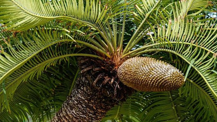 Cycas tree on the beach