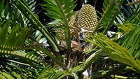 Woods Cycad merupakan tanaman langka dalam genus Encephalartos yang hidup di Hutan oNgoye di KwaZulu-Natal Afrika Selatan. Cycad tergolong menjadi salah satu tanaman paling langka di dunia karena koloninya telah punah. Getty Images/RolfJohansson