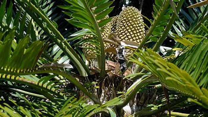 Woodβs Cycad