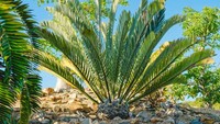 Tumbuhan ini berbentuk pohon-pohon kecil dengan daun berbentuk seperti palem. Dahulu, dinosaurus berkeliaran di bawah mereka untuk berteduh. Tak sedikit dari beberapa dinosaurus mungkin mengandalkan Cycads sebagai makanan mereka. Dok. Getty Images