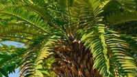 Kini langkah yang dilakukan untuk pelestarian Woods Cycad adalah dengan melanjutkan kloning lanjutan. Sayangnya diketahui, Woods Cycad adalah tanaman spesies dioecious. Dengan demikian mereka tidak bereproduksi sendiri dan memiliki organisme jantan dan betina yang berbeda. Dok. Getty Images