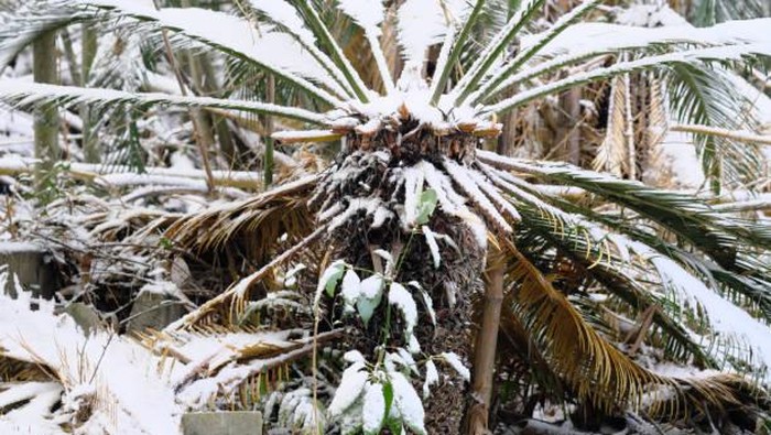 Cycads with snow in the woods