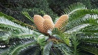 Keberadaan Woods Cycad ditemukan pada tahun 1895 oleh seorang ahli botani bernama John Medley Wood. Kala itu, ia tengah menjelajahi Hutan Ngoye di Zulululand yang kini berubah menjadi Afrika Selatan. Getty Images/Leopardinatree