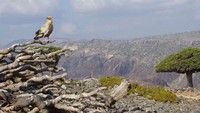 Pohon Darah Naga salah satu flora khas Socotra yang berbentuk aneh. Bentuknya seperti jamur raksasa dan mirip yang digambarkan dalam film-film fiksi ilmiah. Pohon ini dikategorikan sebagai tanaman langka dengan genus dracaena dari famili Asparagaceae. AFP via Getty Images/PETER MARTELL