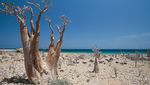 Disebut Tempat Dajjal Sembunyi, Begini Penampakan Pulau Socotra