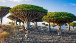 Disebut Tempat Dajjal Sembunyi, Begini Penampakan Pulau Socotra