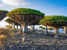 3 WNI Terjebak di Tempat Sembunyi Dajjal Saat Saudi Serang Separatis Yaman