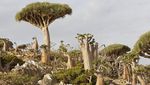 Disebut Tempat Dajjal Sembunyi, Begini Penampakan Pulau Socotra