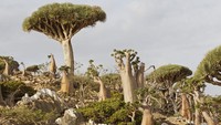 Socotra memiliki flora dan fauna yang tidak ada di daerah lain dunia. Salah satu yang ikonik adalah Dragons Blood Tree alias Pohon Darah Naga. Gamma-Rapho via Getty Images/Sylvain CORDIER