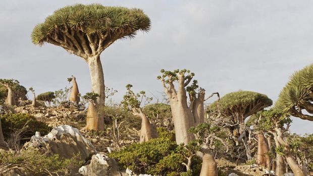 Di mana Dajjal berada masih menjadi pertanyaan umat muslim dunia. Tapi ada salah satu pulau di Yaman yang tiba-tiba disorot banyak orang yaitu Pulau Socotra.