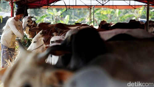 Idul Adha 2023 tanggal berapa? Peringatan Idul Adha dilaksanakan setiap 10 Dzulhijjah. Berikut tanggal Idul Adha 2023 menurut pemerintah dan Muhammadiyah.