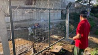 Bekas kolam lele itu kini sudah dipagar dan dipasang kawat berduri.  (Foto: Wisma Putra/detikJabar)  