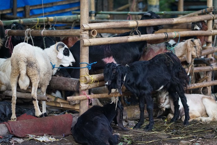 Idul Adha diperingati setiap tahun pada 10 Dzulhijjah dan identik dengan pemotongan hewan kurban. Lalu, mengapa Idul Adha disebut juga Hari Raya Kurban?