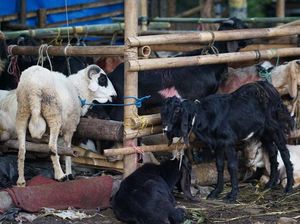 Kriteria Cacat Hewan yang Sebabkan Makruh untuk Kurban