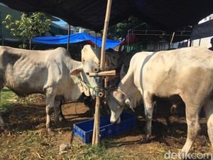 Kapan Hari Raya Kurban 2023? Cek di Sini!