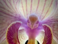 Deretan Foto Penampakan Wajah di Benda Mati