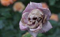 Pareidolia