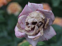 Deretan Foto Penampakan Wajah di Benda Mati