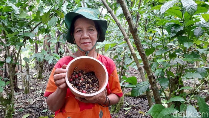 Petani kopi di bengkulu