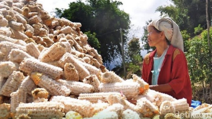 Petani memilah tongkol jagung yang akan dijadikan bahan pembuatan pakan ternak.