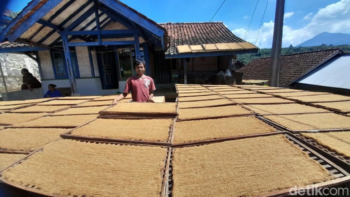 Petani sekaligus pengolah tembakau di Desa Sukasari, Kecamatan Sukasari Kabupaten Sumedang tampak sedang menjemur tembakau yang sudah diolahnya.