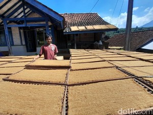 Benturan RUU Kesehatan dan Tradisi Komoditas Tembakau di Sumedang