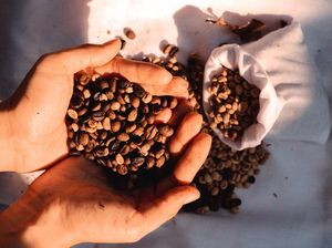 Sejarah Kopi Jawa, Diselundupkan VOC hingga Kini Populer di Dunia