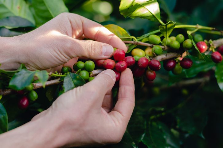 Sejarah Kopi Jawa, Diselundupkan VOC hingga Kini Populer di Dunia