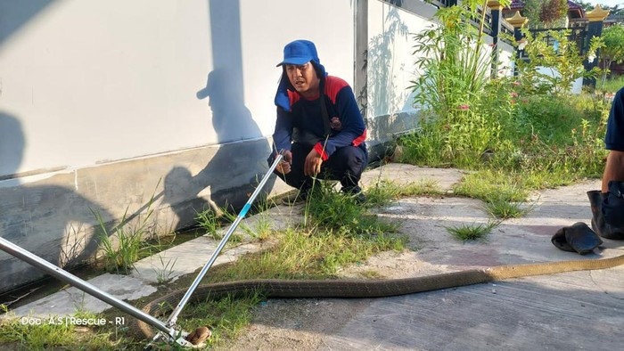 Ular king kobra Kalimantan sepanjang 2 meter di Kalteng dievakuasi damkar.