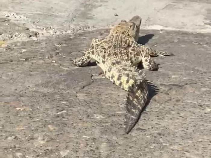 viral buaya di pamekasan