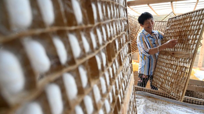 1397679199 NEIJIANG, CHINA - MAY 17: A farmer harvests silkworm cocoons on May 17, 2022 in Neijiang, Sichuan Province of China. (Photo by Lan Zitao/VCG via Getty Images)