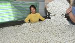 Mengintip Panen Ulat Sutera di China