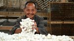 Mengintip Panen Ulat Sutera di China