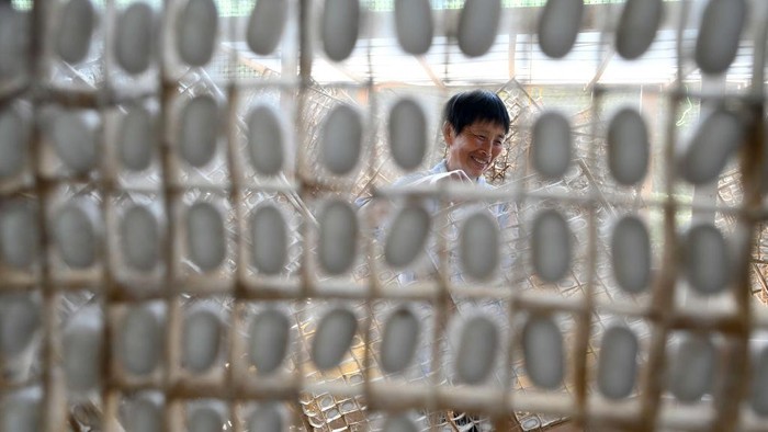1397679199 NEIJIANG, CHINA - MAY 17: A farmer harvests silkworm cocoons on May 17, 2022 in Neijiang, Sichuan Province of China. (Photo by Lan Zitao/VCG via Getty Images)