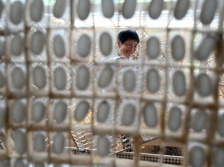 Mengintip Panen Ulat Sutera di China