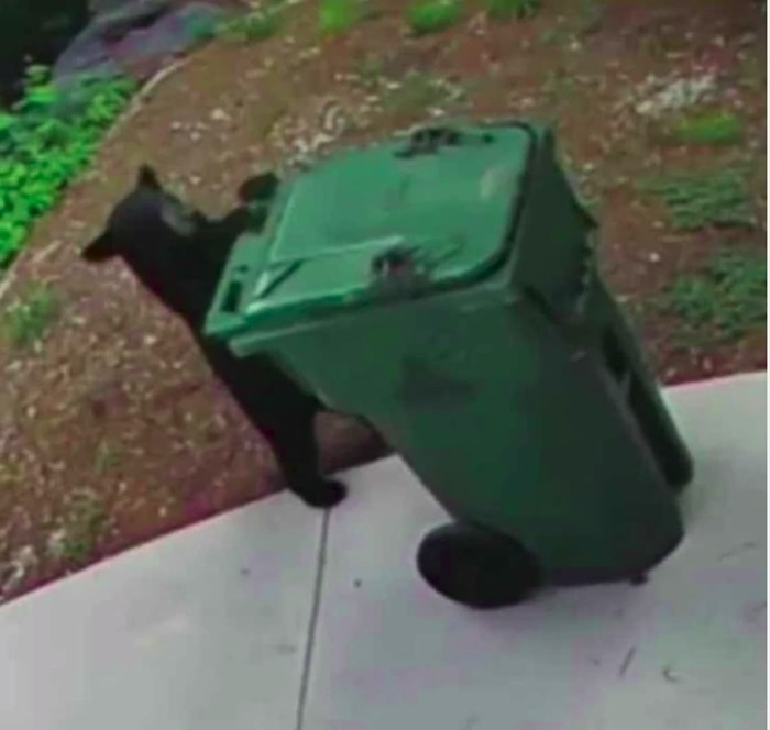 Anak beruang hitam bermain dengan tempat sampah warga