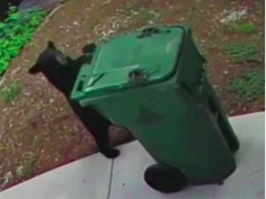 Gemas Banget! Anak Beruang Ini Bantu Warga Buang Sampah
