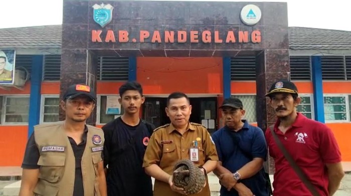 BPBD Pandeglang evakuasi trenggiling di bawah tanah sekolah (dok.Istimewa)