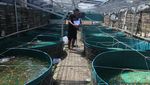 Mengintip Budidaya Ikan Nila Merah Sistem Bioflok di Malang