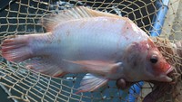 Tak hanya itu, kelompok ini mampu membudidayakan ikan nila konsumsi sebanyak 1,5 hingga 2 ton yang dijual melalui pasar digital dan media sosial dengan harga Rp30.000 per kilogram.