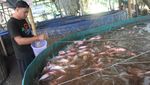 Mengintip Budidaya Ikan Nila Merah Sistem Bioflok di Malang