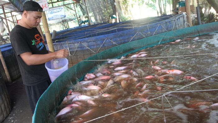 Petani yang tergabung dalam kelompok tani Retis menunjukkan indukan ikan nila merah di kolam budidaya bersistem bioflok, Bakalankrajan, Malang, Jawa Timur,  Selasa (23/5/2023). Budidaya ikan nila merah yang dikembangkan kelompok tani tersebut per dua minggu mampu menghasilkan 40.000 ekor bibit serta ikan nila merah konsumsi sebanyak 1,5 hingga 2 ton yang dijual melalui pasar digital dan media sosial dengan harga Rp30.000 per kilogram. ANTARA FOTO/Ari Bowo Sucipto/rwa.